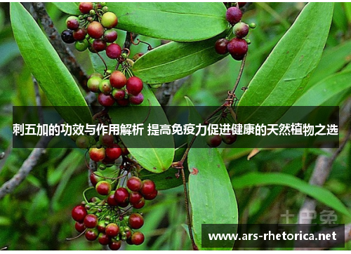 刺五加的功效与作用解析 提高免疫力促进健康的天然植物之选