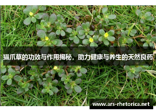 猫爪草的功效与作用揭秘，助力健康与养生的天然良药